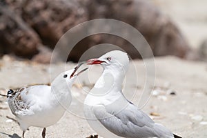 Seagull adult being pestered by pesky juvenile