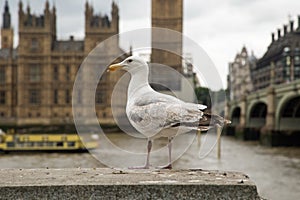 Seagull against a background of the UK houses of parliament