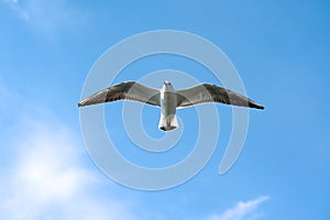 Seagull against the blue sky