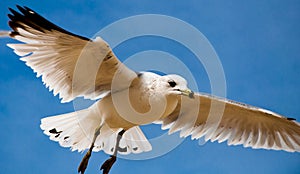 A seagull against a blue sky, at Chesapeake Beach, Maryland.