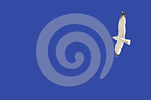 Seagull against blue sky