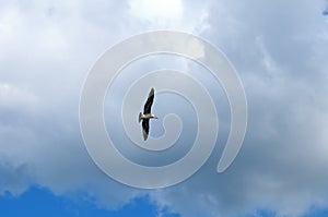 Seagull against a blue sky with white clouds