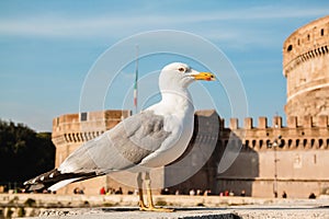 A seagull against Castle Sant`Angelo, Rome, Italy