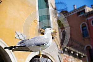 Seagull against colored yellow Venice landscape ,Italy