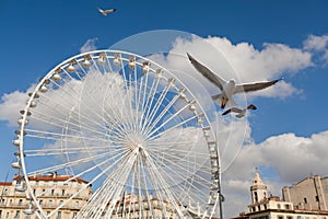 A seagull against a Ferris wheel in the Old port in Marseille, France.