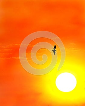 Seagull against a setting sun