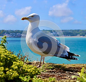 Seagull against summer sea and sky