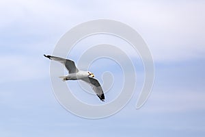 Seagull in the air with food