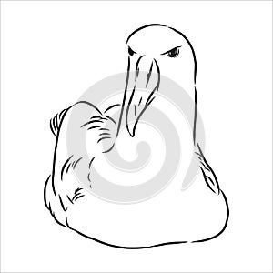Seagull Albatross bird in flight with open wings sketch vector graphics black and white drawing photo