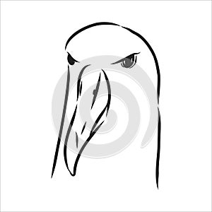 Seagull Albatross bird in flight with open wings sketch vector graphics black and white drawing photo