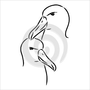 Seagull Albatross bird in flight with open wings sketch vector graphics black and white drawing photo