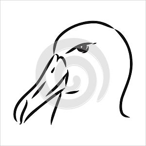 Seagull Albatross bird in flight with open wings sketch vector graphics black and white drawing photo