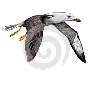Seagull Albatross bird sketch vector