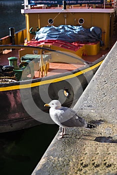 Seagull on Albert Dock in Liverpool Merseyside England