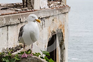 A Seagull on Alcatraz Island with the Social Hall in Background