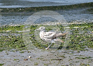 Seagull on Alki Beach, Seattle, Washington