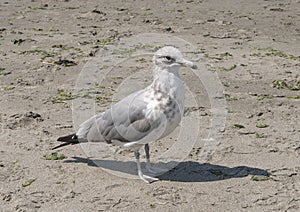 Seagull on Alki Beach, Seattle, Washington