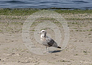 Seagull on Alki Beach, Seattle, Washington