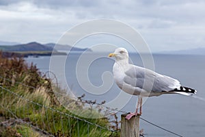 A Seagull Along the Wild Atlantic Way