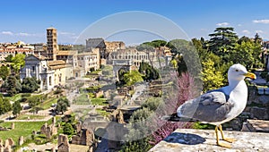 Seagull Ancient Forum Titus Arch Roman Colosseum Rome Italy