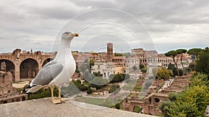 Seagull anf view of roman Forum from Capitoline hill