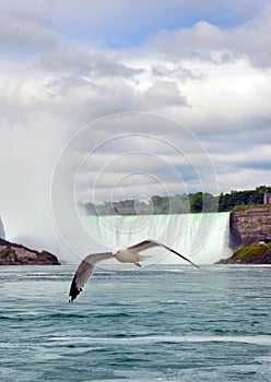 Seagull ang Niagara Falls