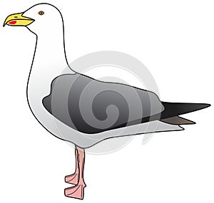 Seagull animal bird vector drawing standing side view