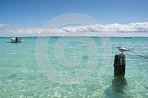 Seagull - Anse de Sainte Anne - Guadeloupe - Caribbean tropical island