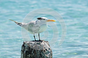 Seagull - Anse de Sainte Anne - Guadeloupe - Caribbean tropical island