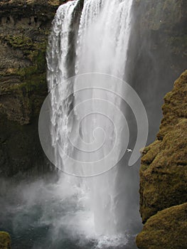 Seagull approaching a moss face at the SkÃ³garfoss waterfall, Iceland