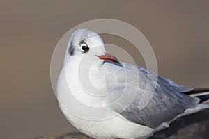 Seagull in Arromanches-les-Bains