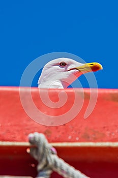 Seagull as a deck passanger on a ship to Athos, Chalkidiki