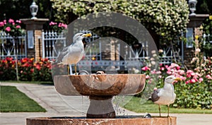 Seagull as sea bird in rose garden by the fountain