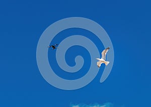 Seagull atacking drone with a blue sky on a background photo