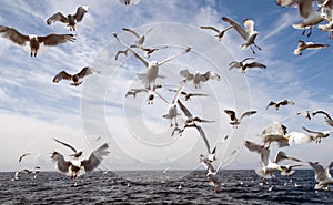 Seagull attack!