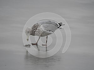 Seagull attempting to eat a crab he caught.