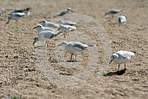 Seagull on the Azov beach photo