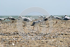 Seagull on the Azov beach photo