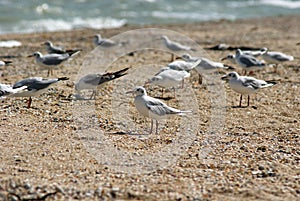 Seagull on the Azov beach photo