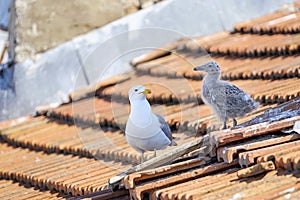 Seagull and baby the tiled roof 1