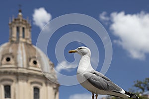 Seagull on the background of the ancient part of Rome