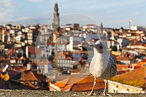 Seagull on the background of blurred Porto`s old town. Nature.