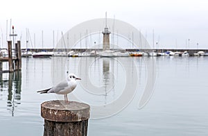 Seagull on the background of the lighthouse of Lake Garda, Desenzano di Garda, Italy. Seascape lighthouse on the horizon with a