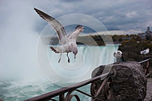 Gaviota sobre el de 