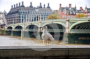 Seagull and in the background over the River Thames Westminster Bridge