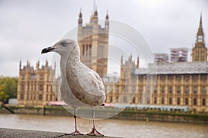 Seagull and in the background over the River Thames Westminster Palace