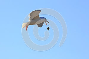 Seagull in baja california sea II