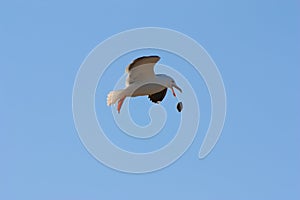 Seagull in baja california sea X