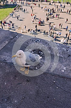 Seagull on a balcony at the Colosseum in Rome