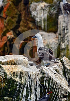 Seagull in the Ballestas Islands 10